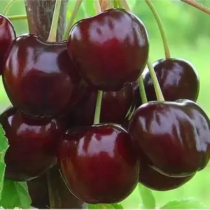 Талисман (Надежда) / Талісман