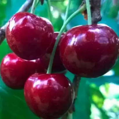 TAMARA / ТАМАРА