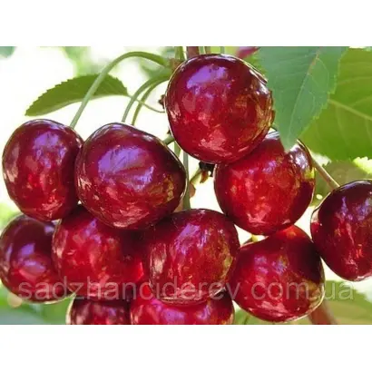 Techlovan 2 / Техлован 2