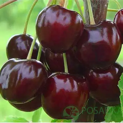 Бігарро Старкінг Харді Джайєнт