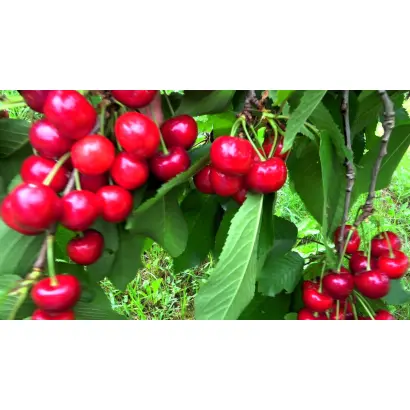 Василиса прекрасна