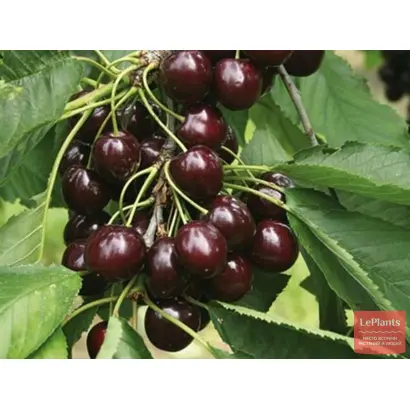 Донецкий уголек / Донецький угольок