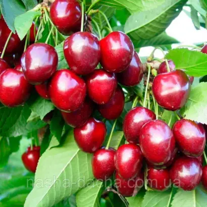 Орион / Оріон