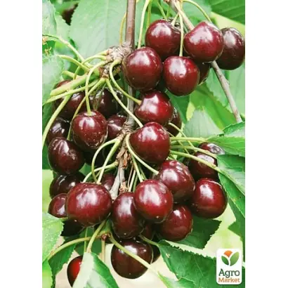 Скороспелка / Скороспілка