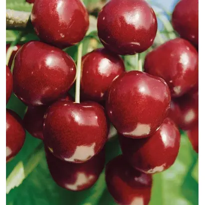 Тавричанка