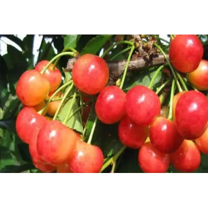 Францис (франц иосиф) / Францис