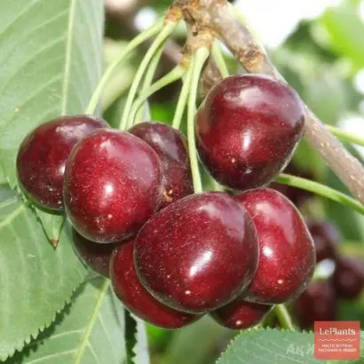 Июньская ранняя / Червнева рання