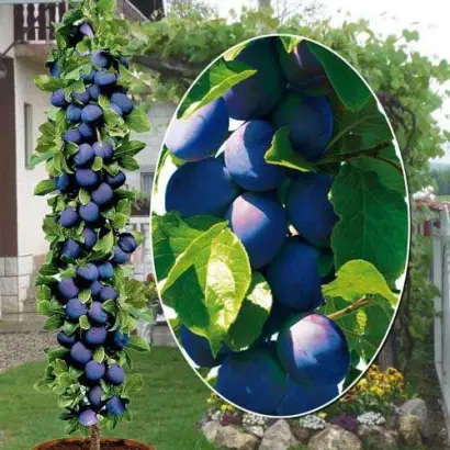 Blu Dzhaient 2 / Блу Джаєнт 2