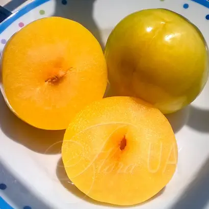 TC Sun 2 / Ті Сі Сан 2