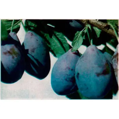 Окраса саду