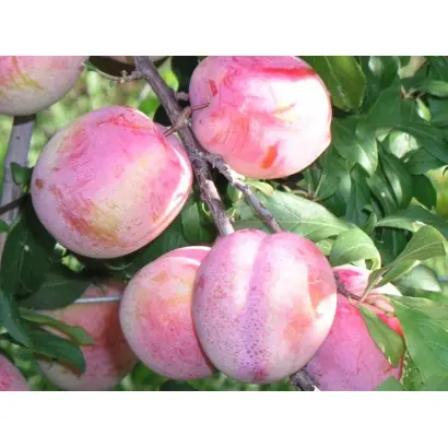 Октобер Сан 2