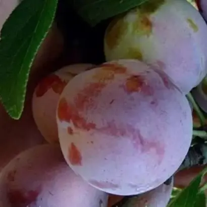 Пам'ять матері