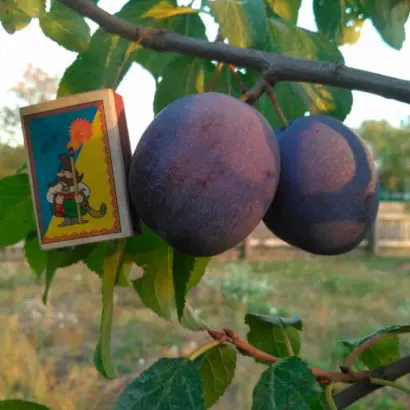 President / Президент