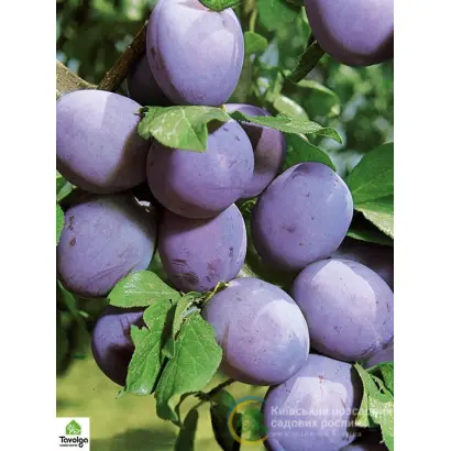 Topend Plus / Топенд Плюс