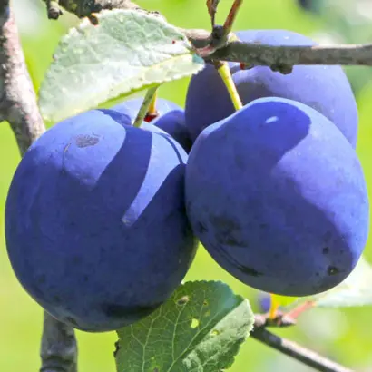 Tophit / ТОПХІТ