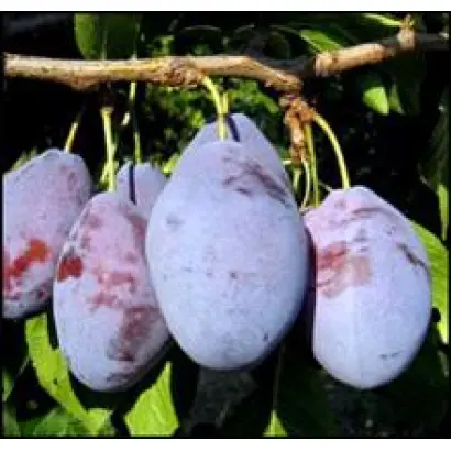 Трудівниця Млієва