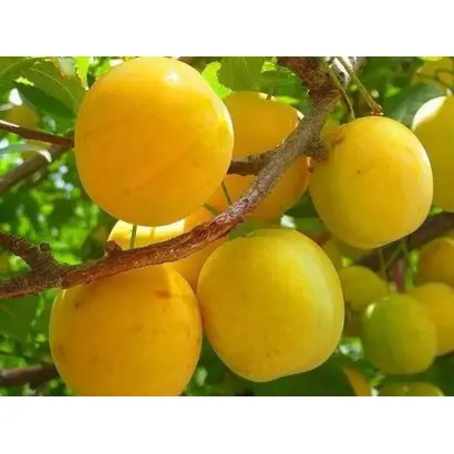 Янтарна мліївська