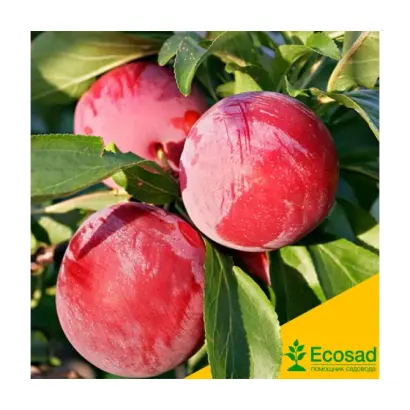 Ренклод Альтана