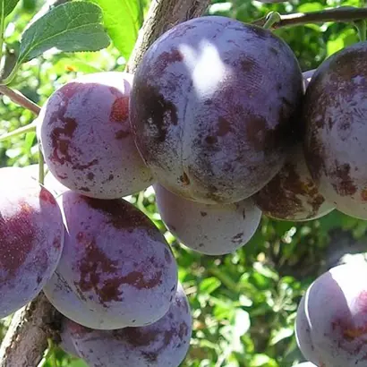 Ренклод Карбышева / Ренклод Карбишева