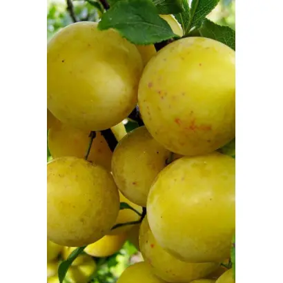 Ренклод ранний / Ренклод ранній