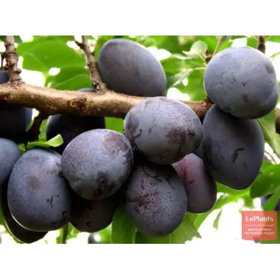 Венгерка ажанская / Угорка ажанська