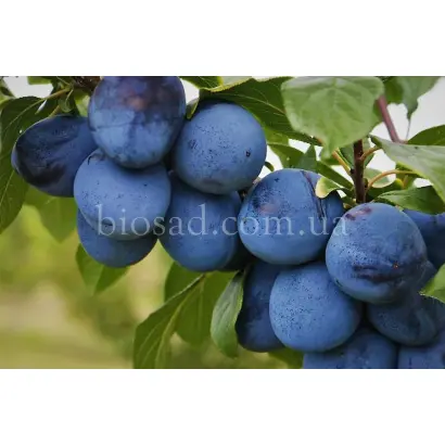 Венгерка Альбаха / Угорка Альбаха