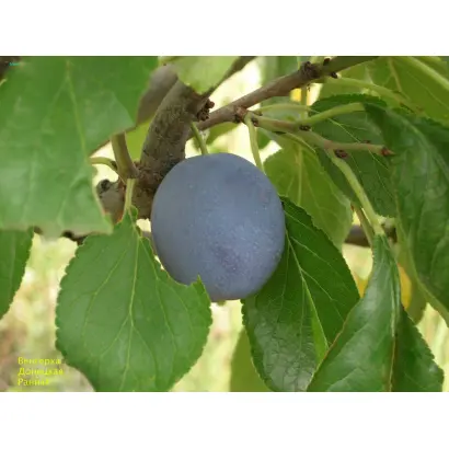 Венгерка донецкая ранняя / Угорка донецька рання