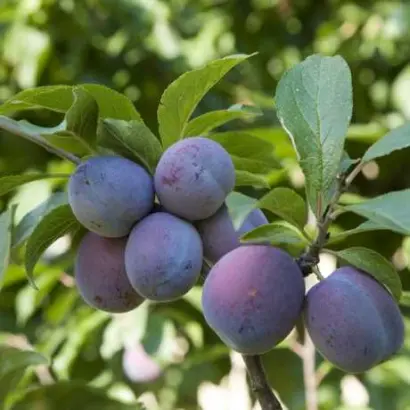 Угорка італійська