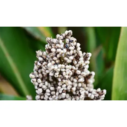 ALBANUS / АЛБАНУС