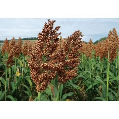 ARALDO / АРЕЛЬДО