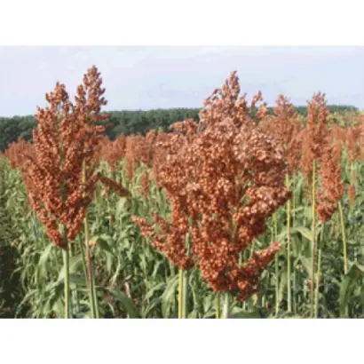 Dominator / Домінатор