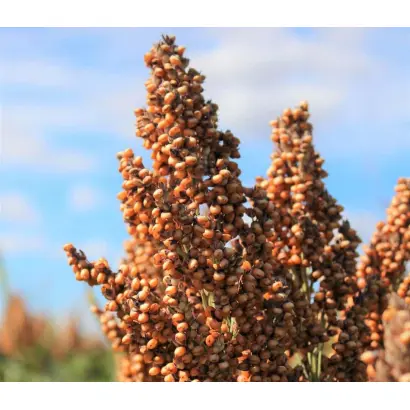 ES MONSOON / ЕС МОНСУН