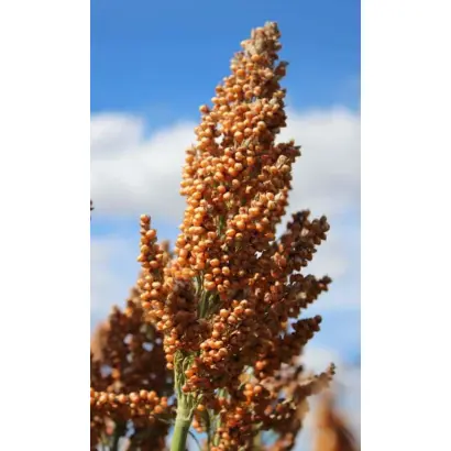 ES FOEHN / ЕС ФОЕН