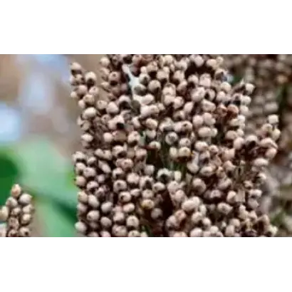 KALATUR / КАЛАТУР