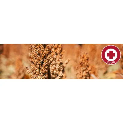 KALAHARI / КАЛАХАРІ