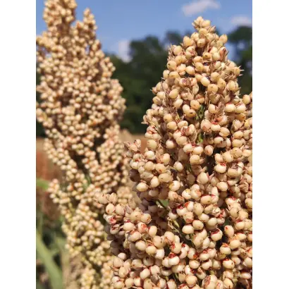 KWS ATLANTUS / КВС АТЛАНТУС