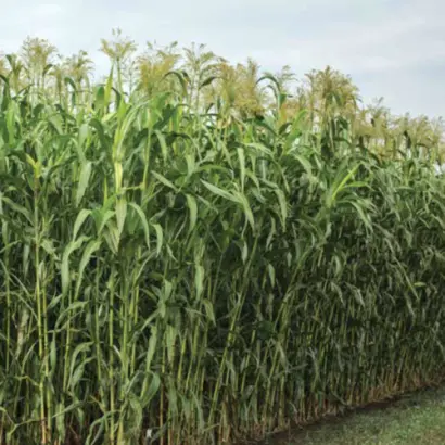 KWS FENIXUS / КВС ФЕНІКСУС