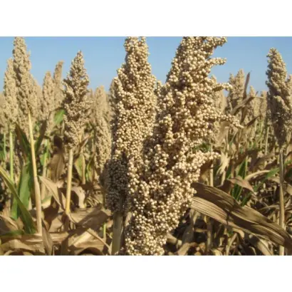 Liberty / Ліберті