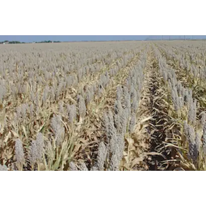 Milo W / Майло В