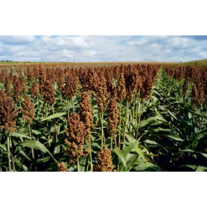 Oggana / Оггана