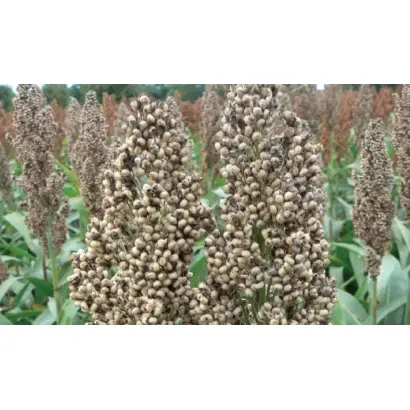 RGT ICEBERGG / РЖТ АЙСБЕРГГ