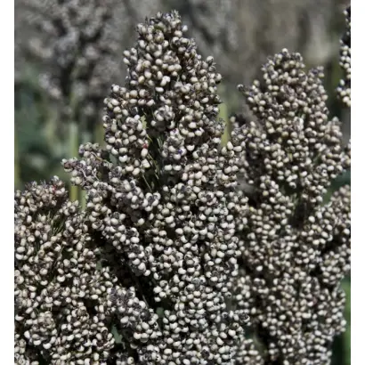 RGT ALIGGATOR / РЖТ АЛІГГАТОР