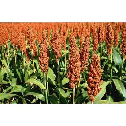 RGT ARMSTRONGG / РЖТ АРМСТРОНГГ