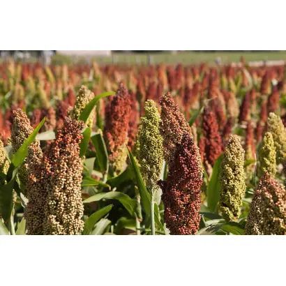 RGT FIGGARO / РЖТ ФІГГАРО