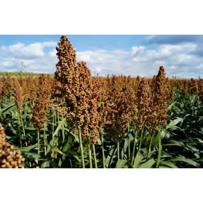 Targga / Таргга