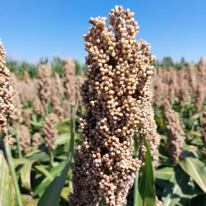 TIGRUS / ТИГРУС