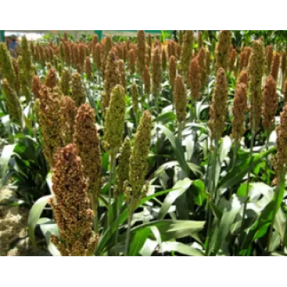 Sugargraze / Шугаргрейз