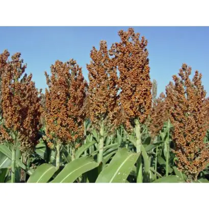 Armida / Арміда