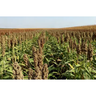 Brigga / Брігга