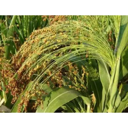 Дніпрельстан